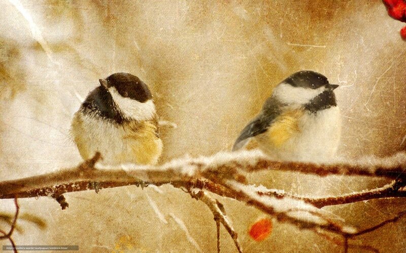 Two chickadees on a snowy branch