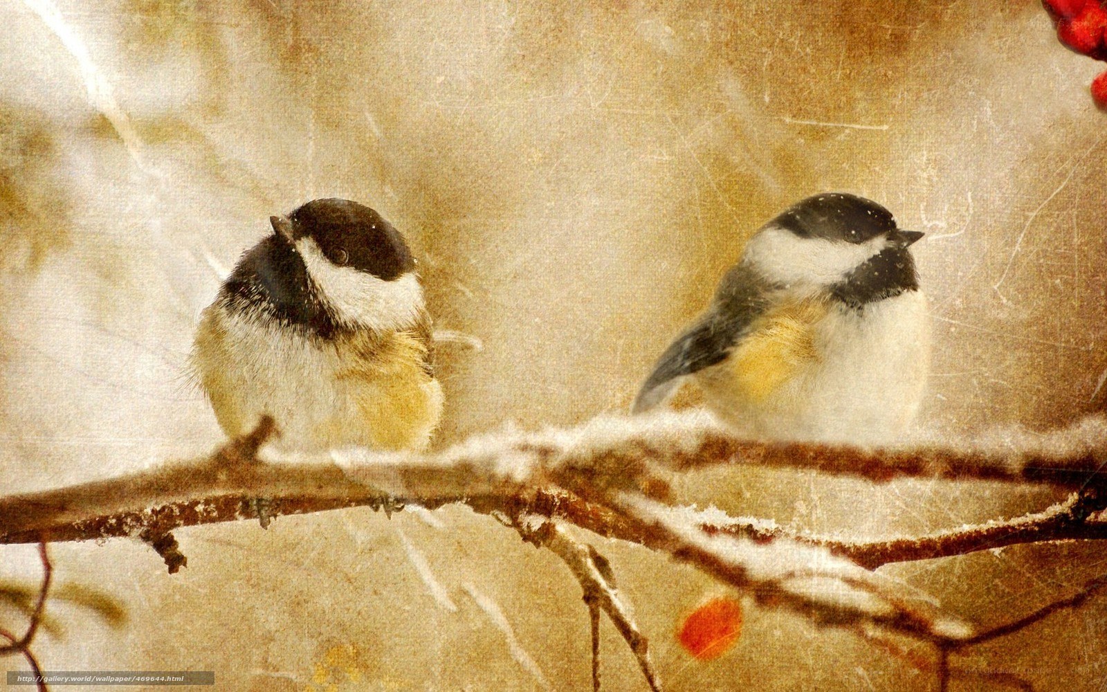 Two chickadees on a snowy branch