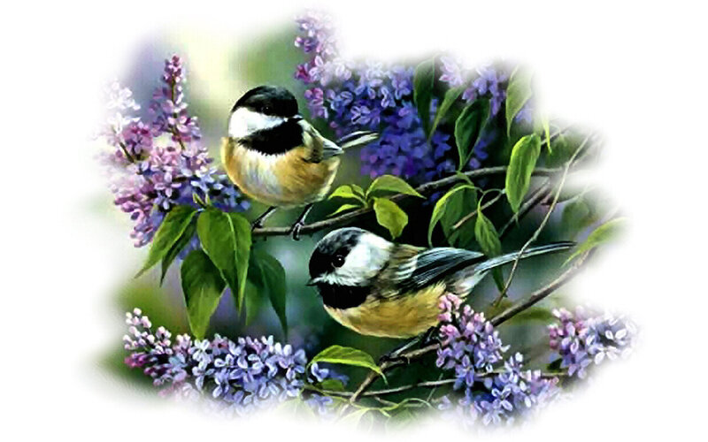 Two Chickadees on Lilac