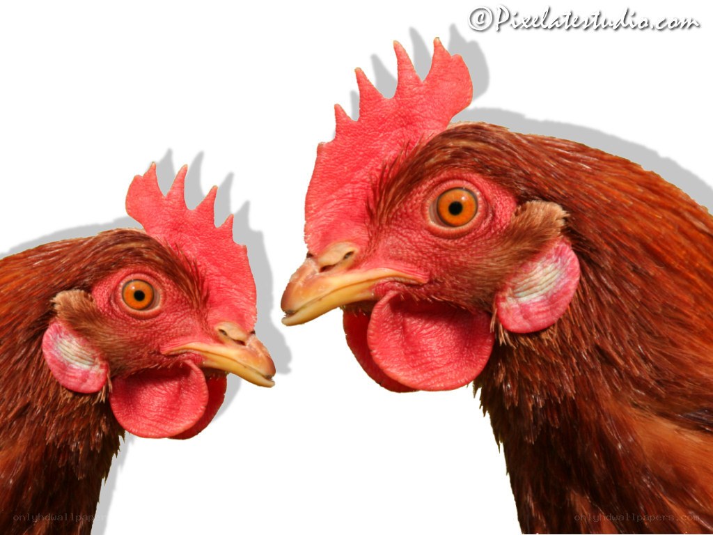 two chickens facing each other