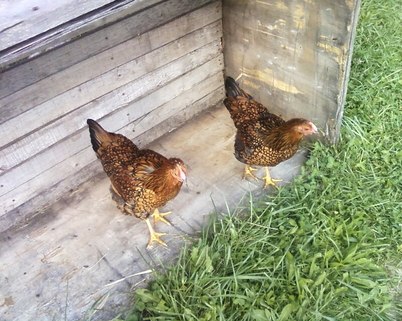 Two chickens in a coop