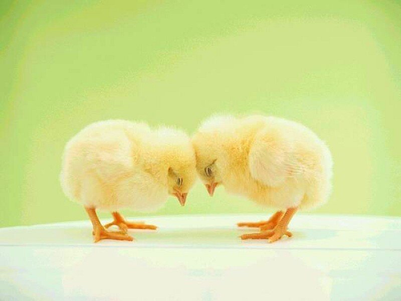 two chicks facing each other