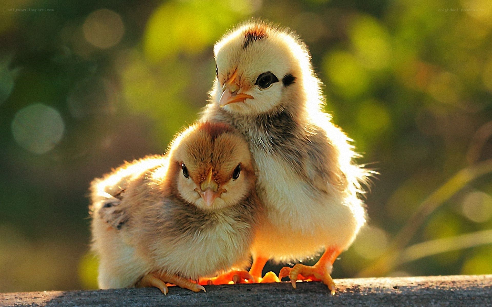 two chicks huddled together