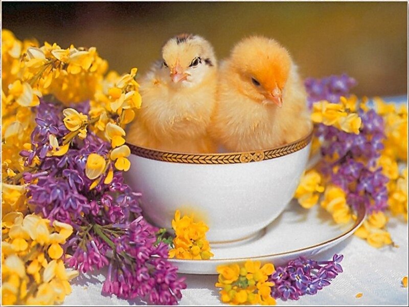 Two Chicks in a Cup