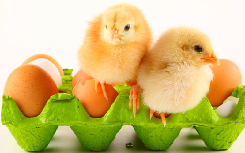 Two Chicks in Carton