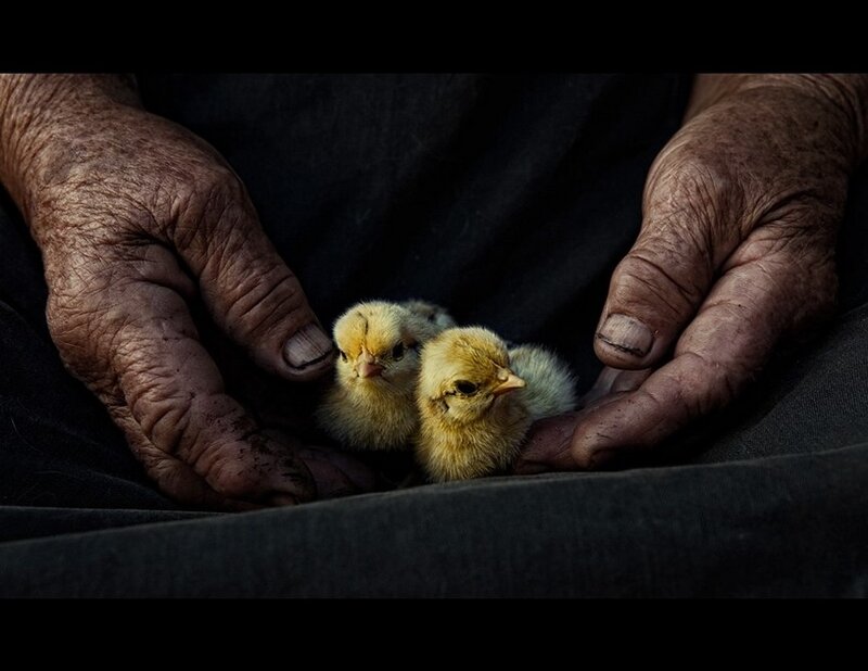 Two Chicks in Hands