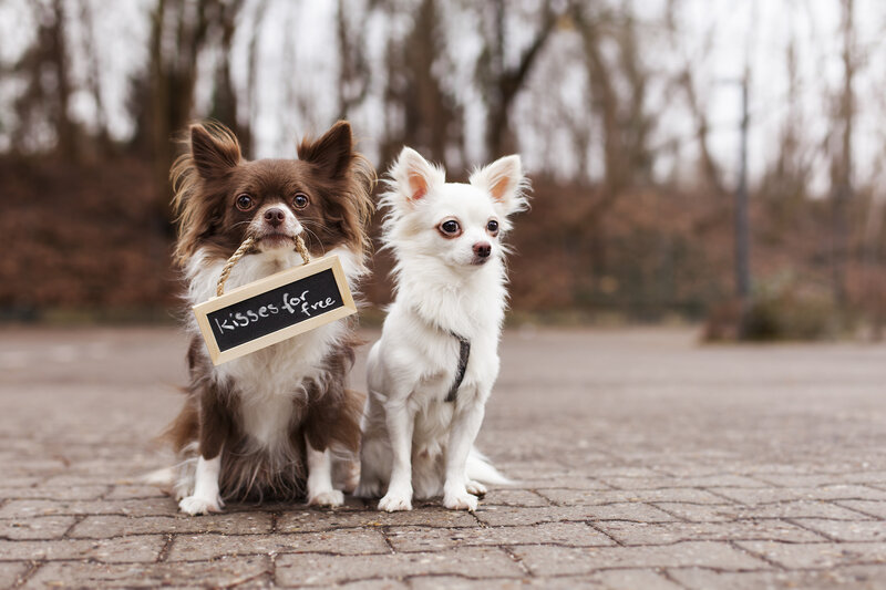 Two Chihuahua Dogs — Brown, Calm