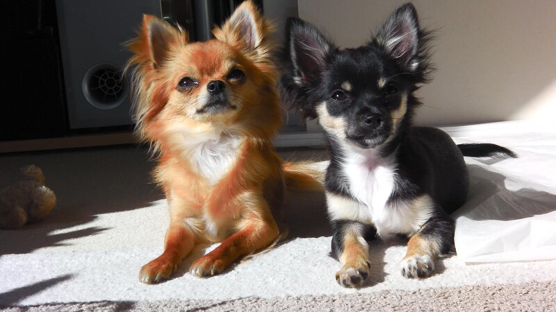 Two Chihuahua Dogs — Brown