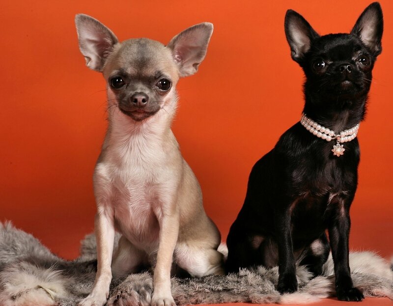 Two Chihuahua Dogs — Orange