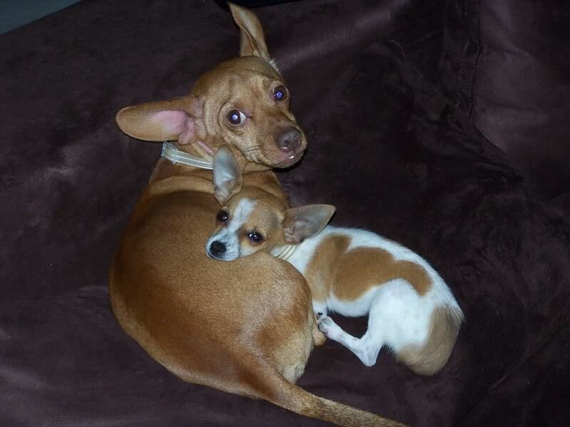 Two Chihuahua Dogs