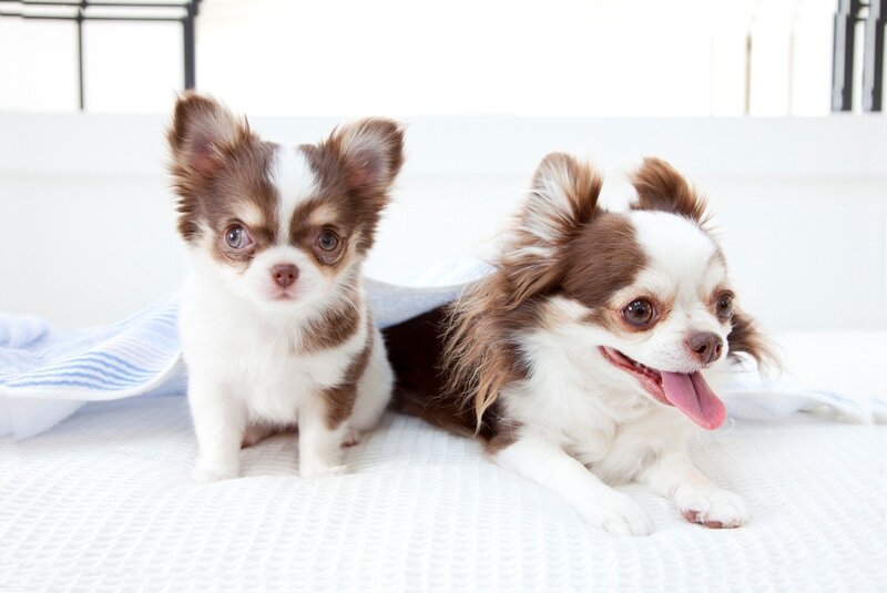 Two Chihuahua Dogs — White, Calm