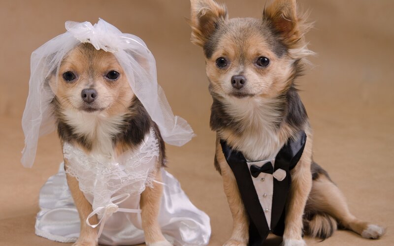 Two Chihuahua Dogs — White, Formal