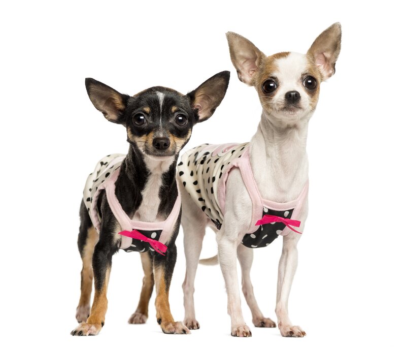 Two Chihuahua Dogs — White, Neutral