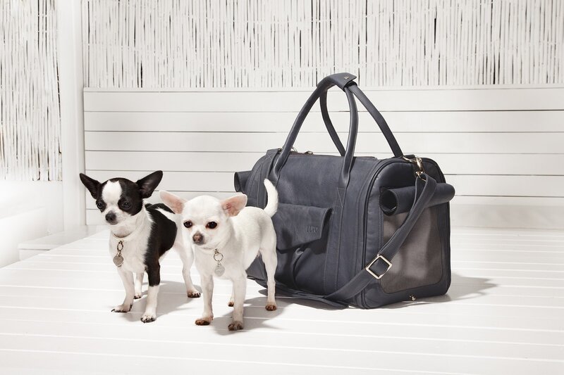 Two Chihuahua Dogs — White