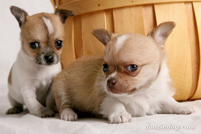 Two Chihuahua Puppies — Brown, Calm