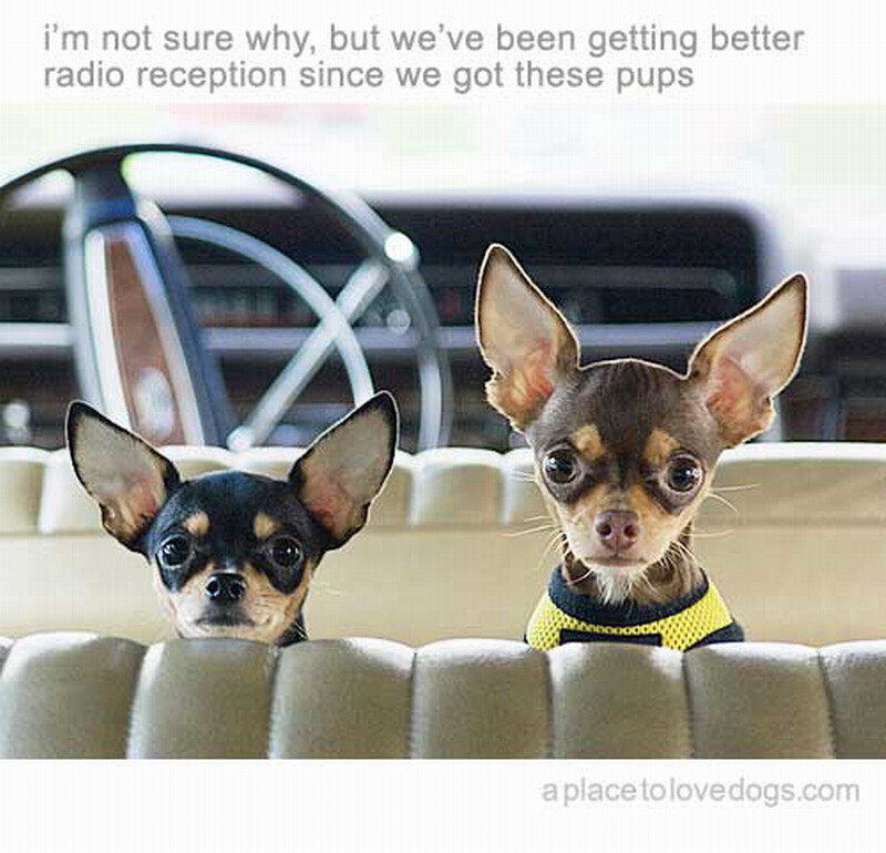 Two Chihuahua Puppies — Brown, Curious