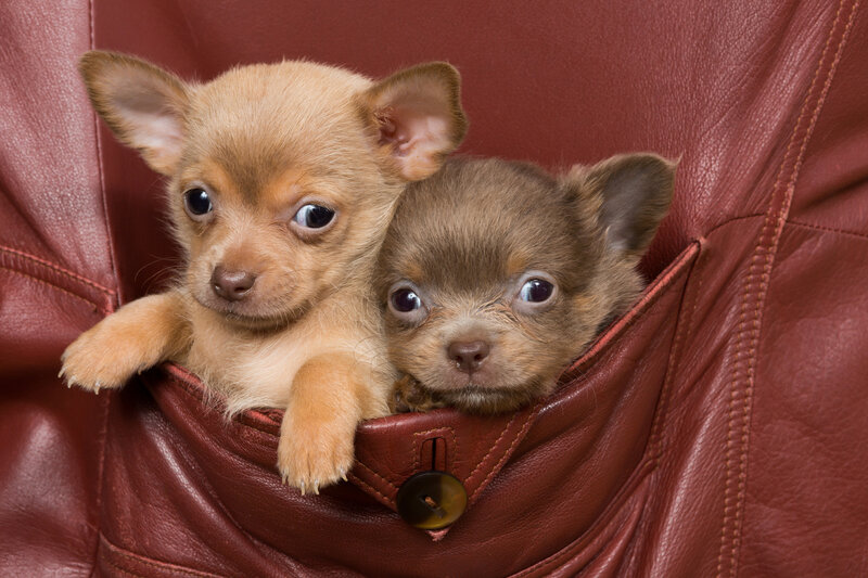 Two Chihuahua Puppies — Brown, Cute