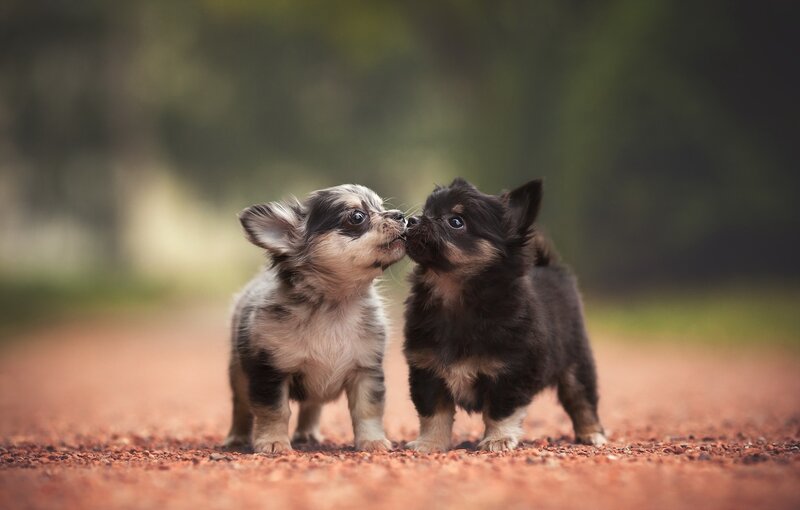 Two Chihuahua Puppies — Brown, Playful