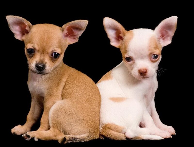 Two Chihuahua Puppies — Brown