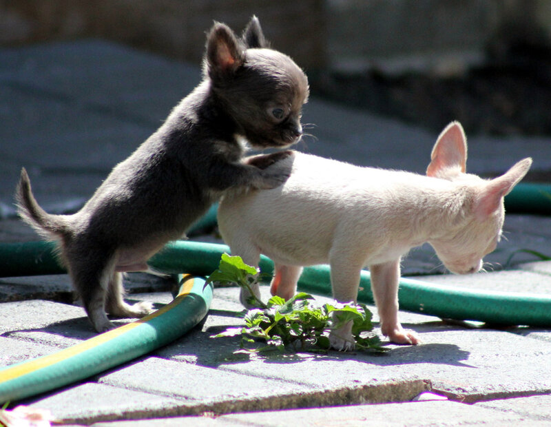 Two Chihuahua Puppies — Gray