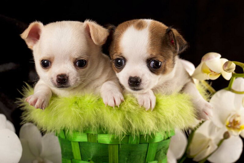 Two Chihuahua Puppies — Green, Cute