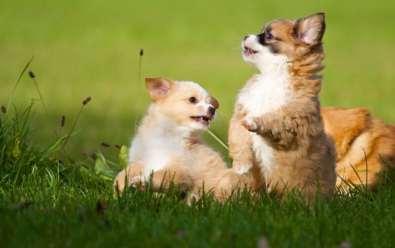 Two Chihuahua Puppies — Green