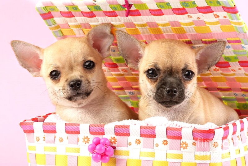 Two Chihuahua Puppies — Pink