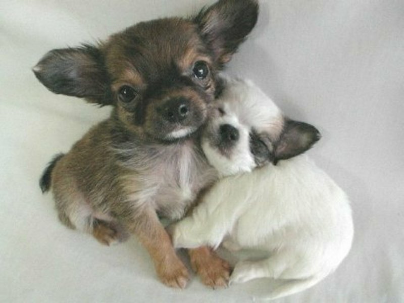 Two Chihuahua Puppies