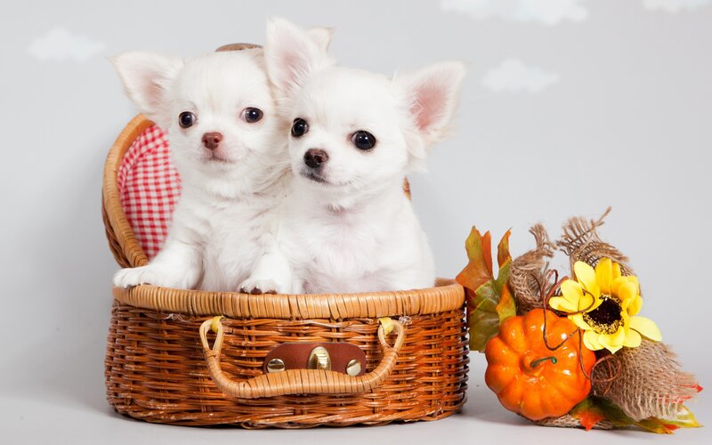 Two Chihuahua Puppies — White, Cute