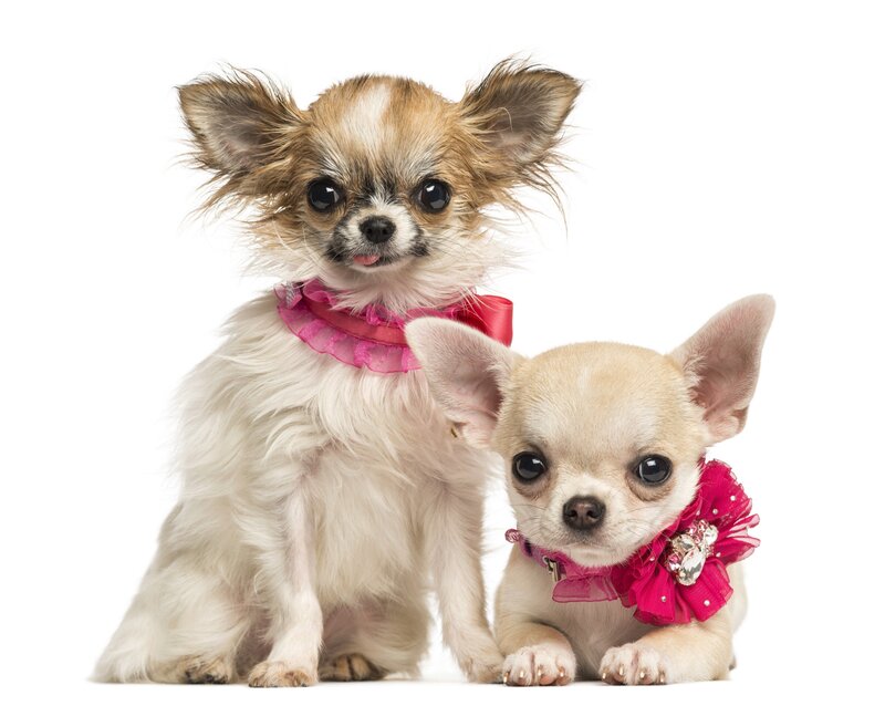 Two Chihuahua Puppies — White
