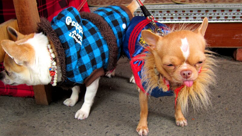 Two Chihuahuas in Costumes