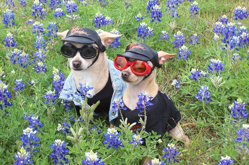 Two Chihuahuas in Flowers