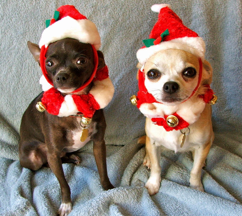 Two Chihuahuas in Hats