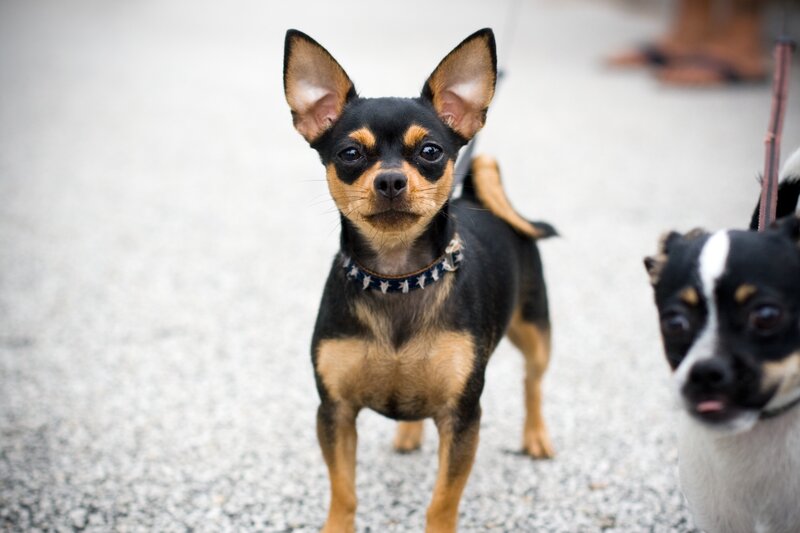 Two chihuahuas on a walk