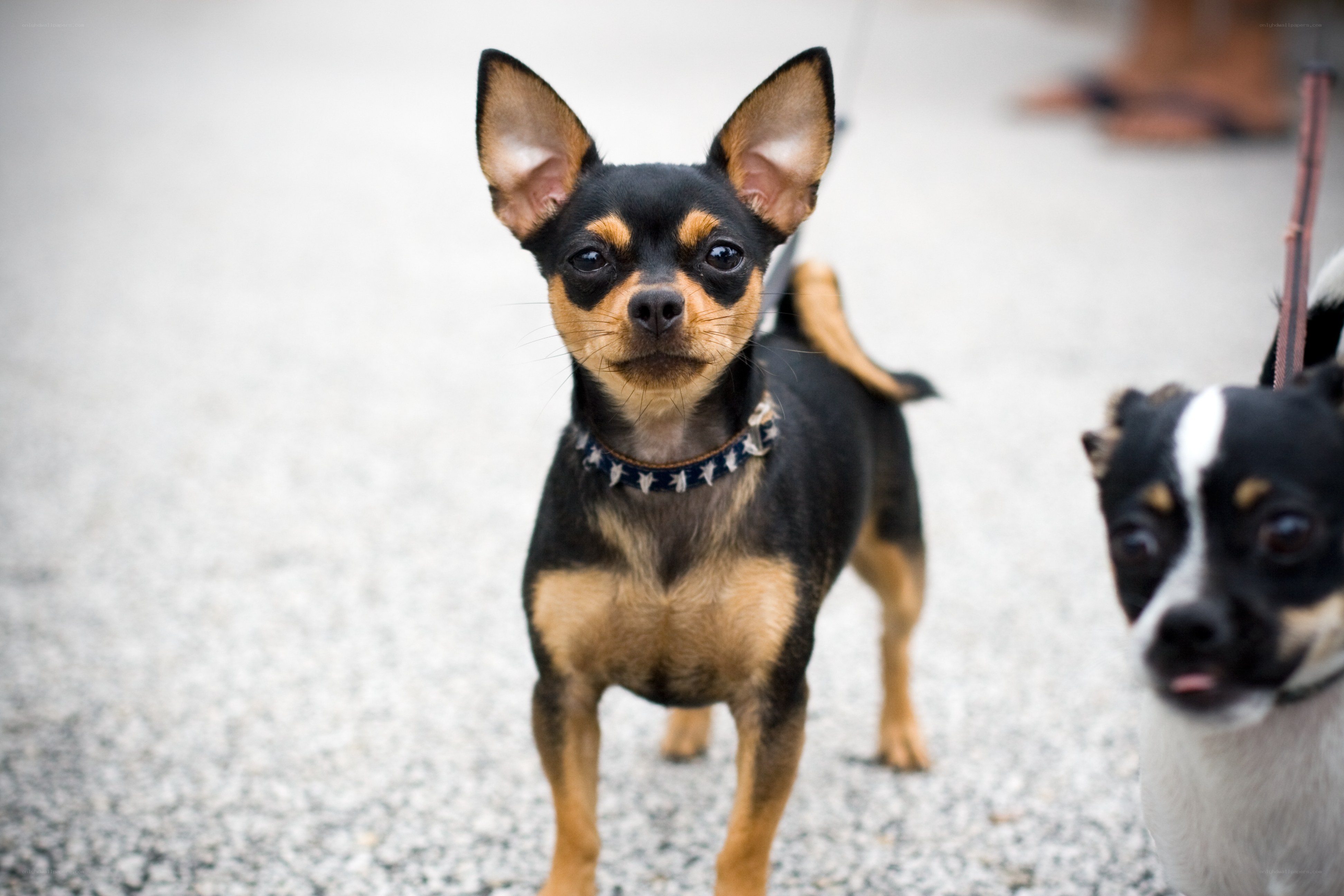 Two chihuahuas on a walk