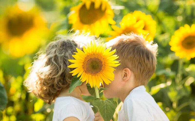 Two Children in Sunflower Field