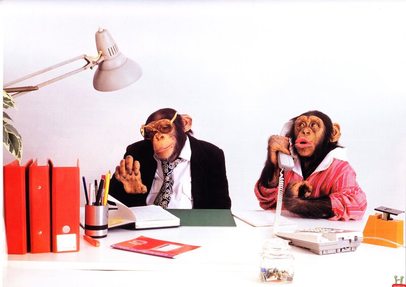 Two Chimpanzees at Desk