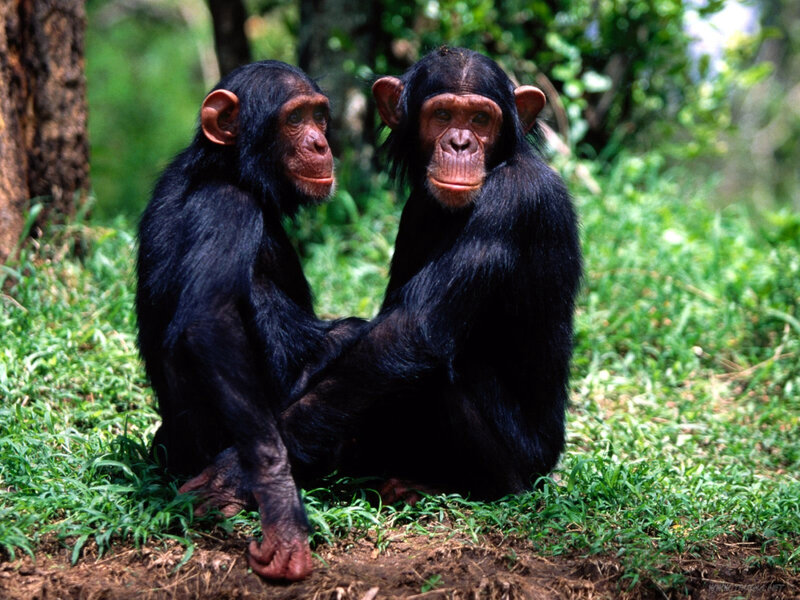 Two chimpanzees in a forest