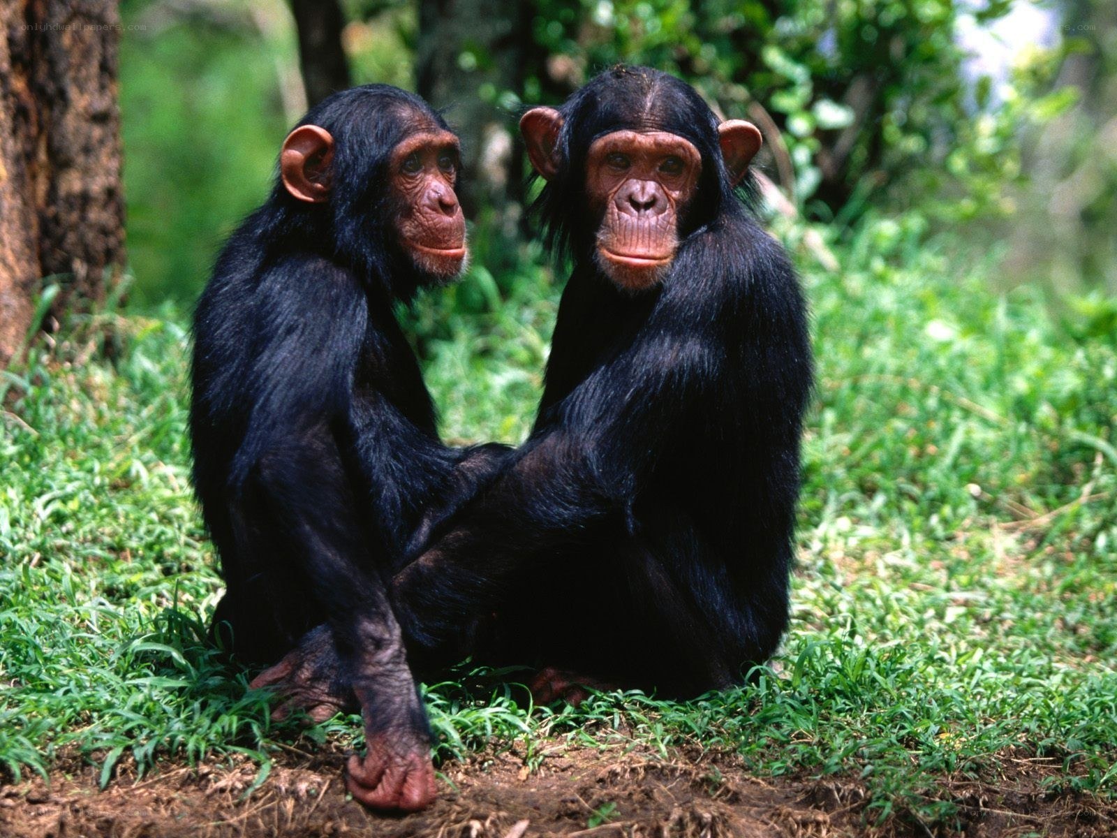 Two chimpanzees in the forest