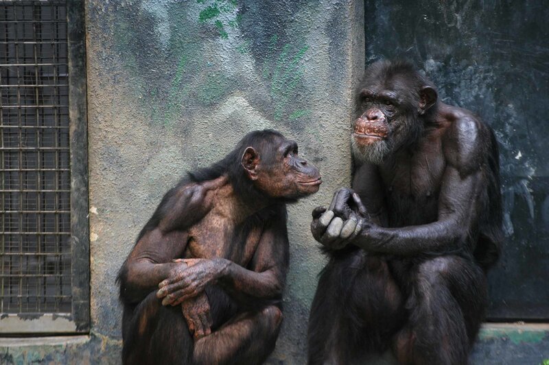 Two Chimpanzees Sitting