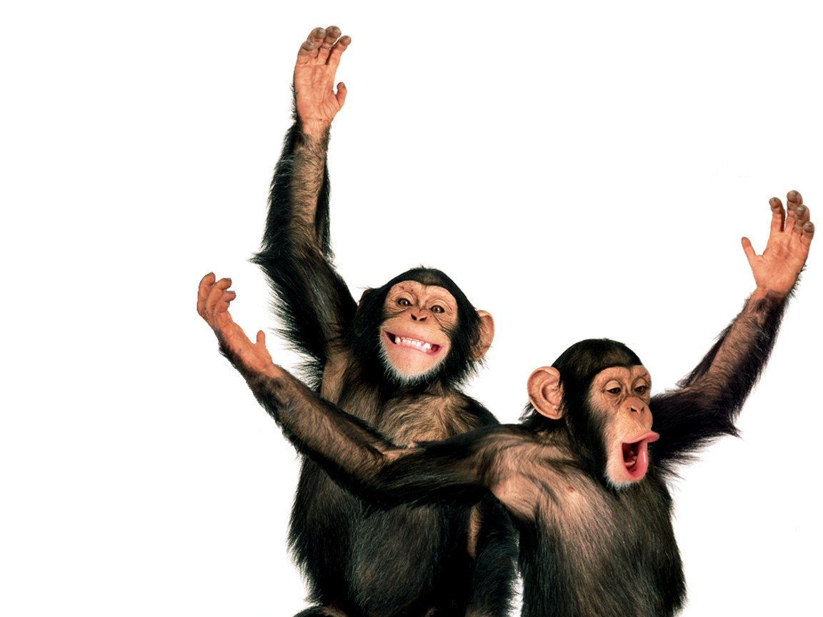 two chimpanzees with raised arms