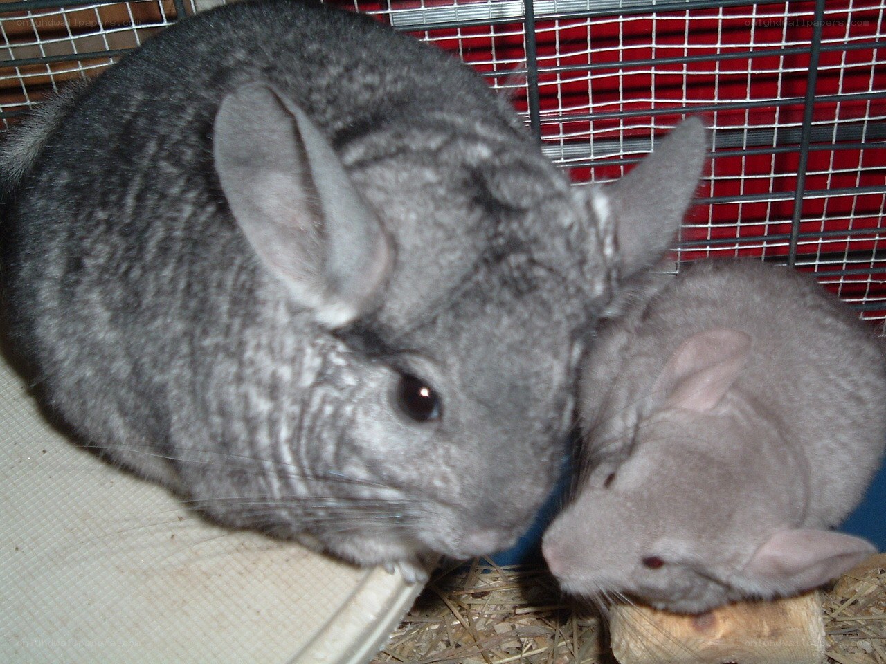 Two chinchillas in a cage