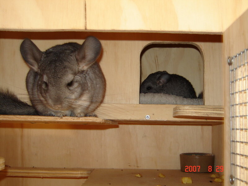 Two chinchillas in a wooden house