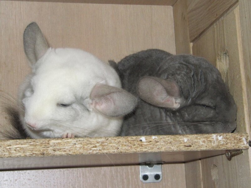 Two chinchillas sleeping together