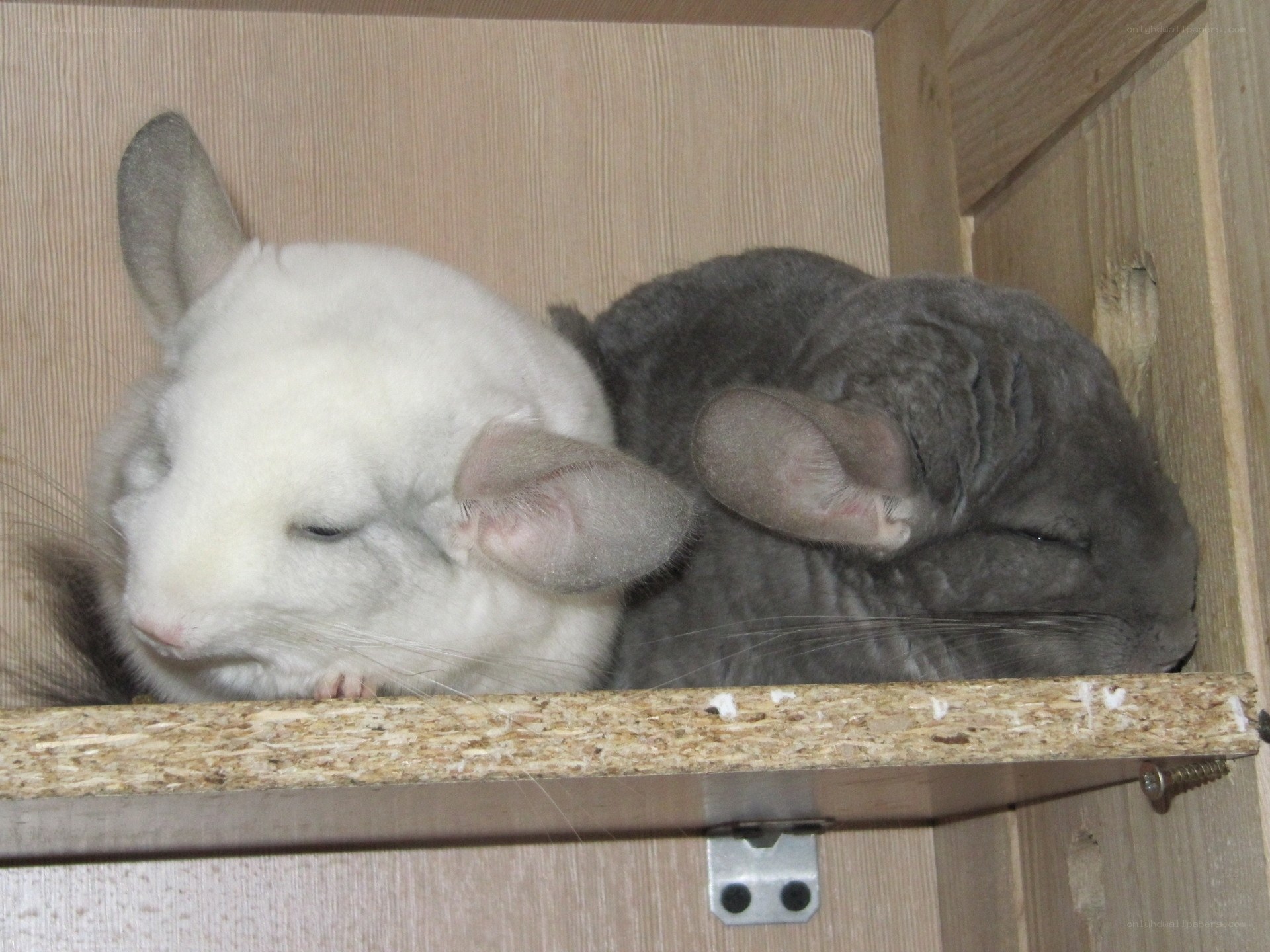 Two chinchillas sleeping together