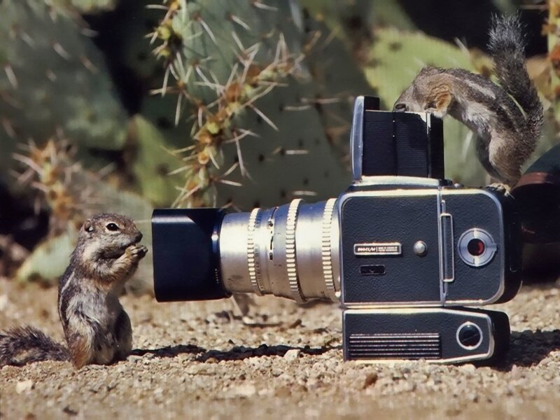 Two Chipmunks and a Camera