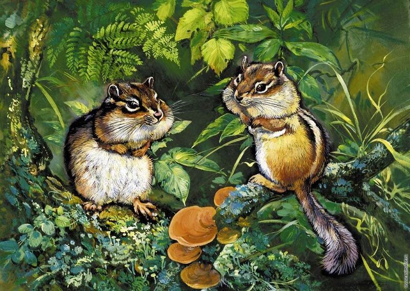Two Chipmunks in Forest