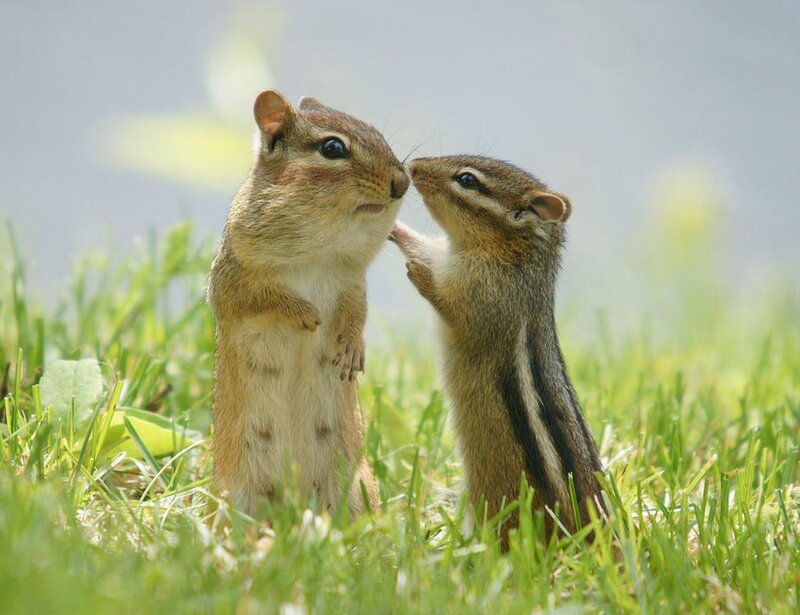 Two Chipmunks in Grass