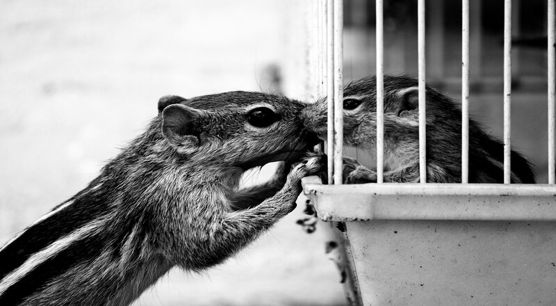 Two Chipmunks Interacting — Black