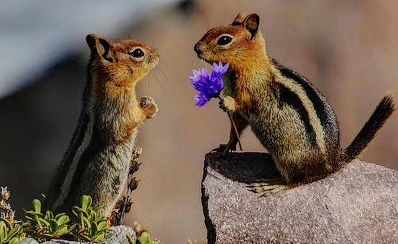 Two Chipmunks Interacting — Brown, Playful